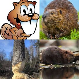 4 immagini 1 parola Rompicapo giornaliero Febbraio 26 2026