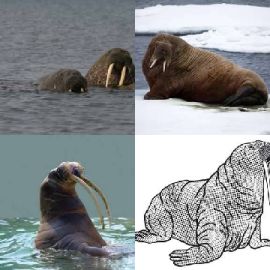 4 immagini 1 parola Marzo 12 2026 Puzzle bonus