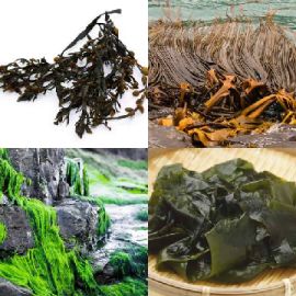 4 immagini 1 parola Dicembre 26 2025 Puzzle bonus