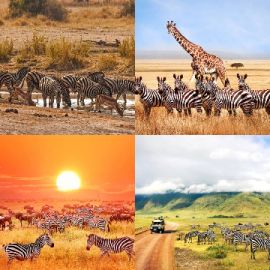 4 immagini 1 parola Rompicapo giornaliero Marzo 26 2026