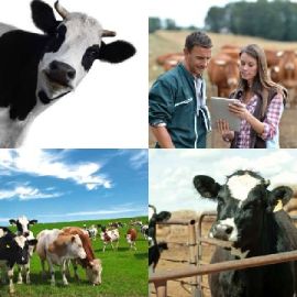 4 immagini 1 parola Novembre 18 2025 Puzzle bonus