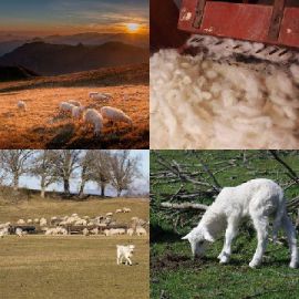 4 immagini 1 parola Rompicapo giornaliero Gennaio 12 2026