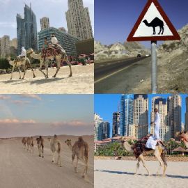 4 immagini 1 parola Gennaio 9 2026 Puzzle bonus