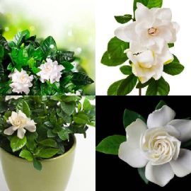 4 immagini 1 parola Rompicapo giornaliero Aprile 26 2026