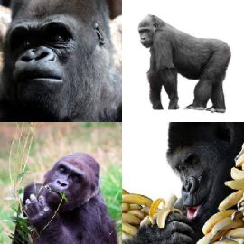 4 immagini 1 parola Aprile 4 2026 Puzzle bonus